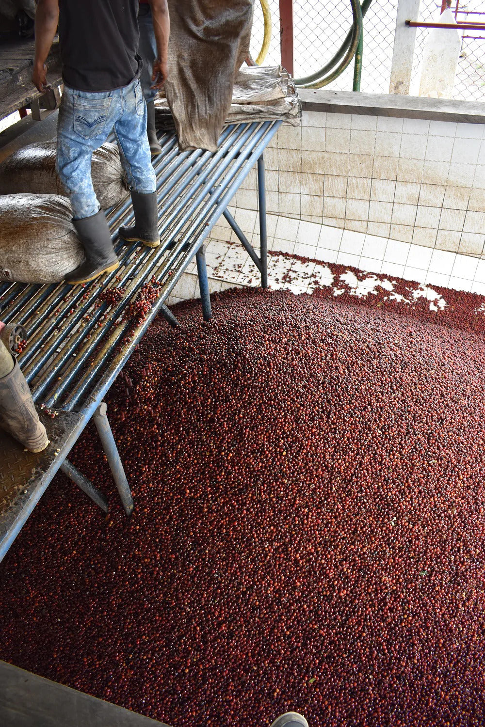 Seasonal Blend