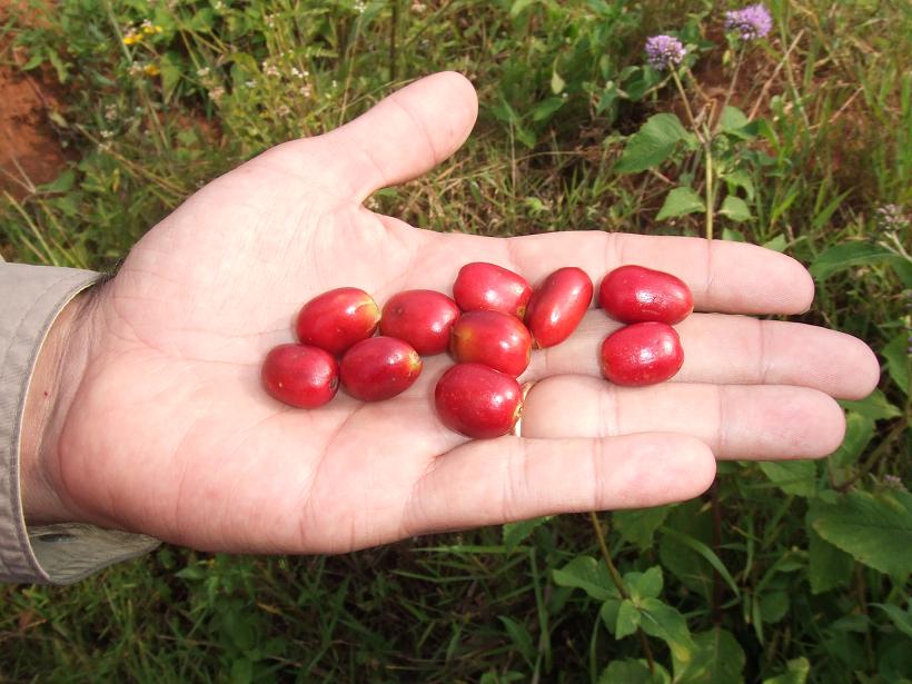 Ijen Lestari / Indonesia (Carbonic Maceration Pink Honey)