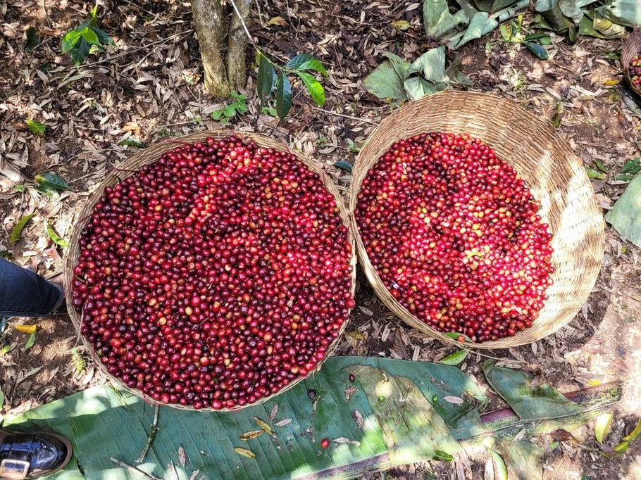 Seasonal Blend シーズナル ブレンド