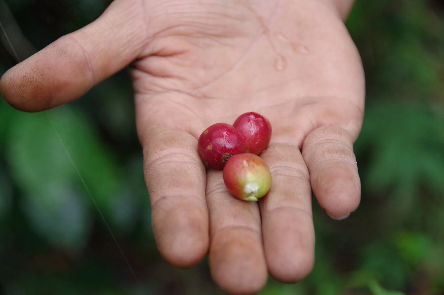 Ijen Lestari / Indonesia (Carbonic Maceration Pink Honey)