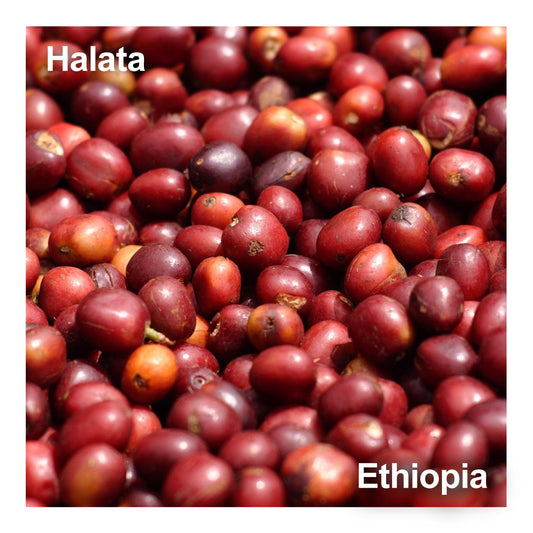 Ethiopia エチオピア / Halata ハラタ　　　