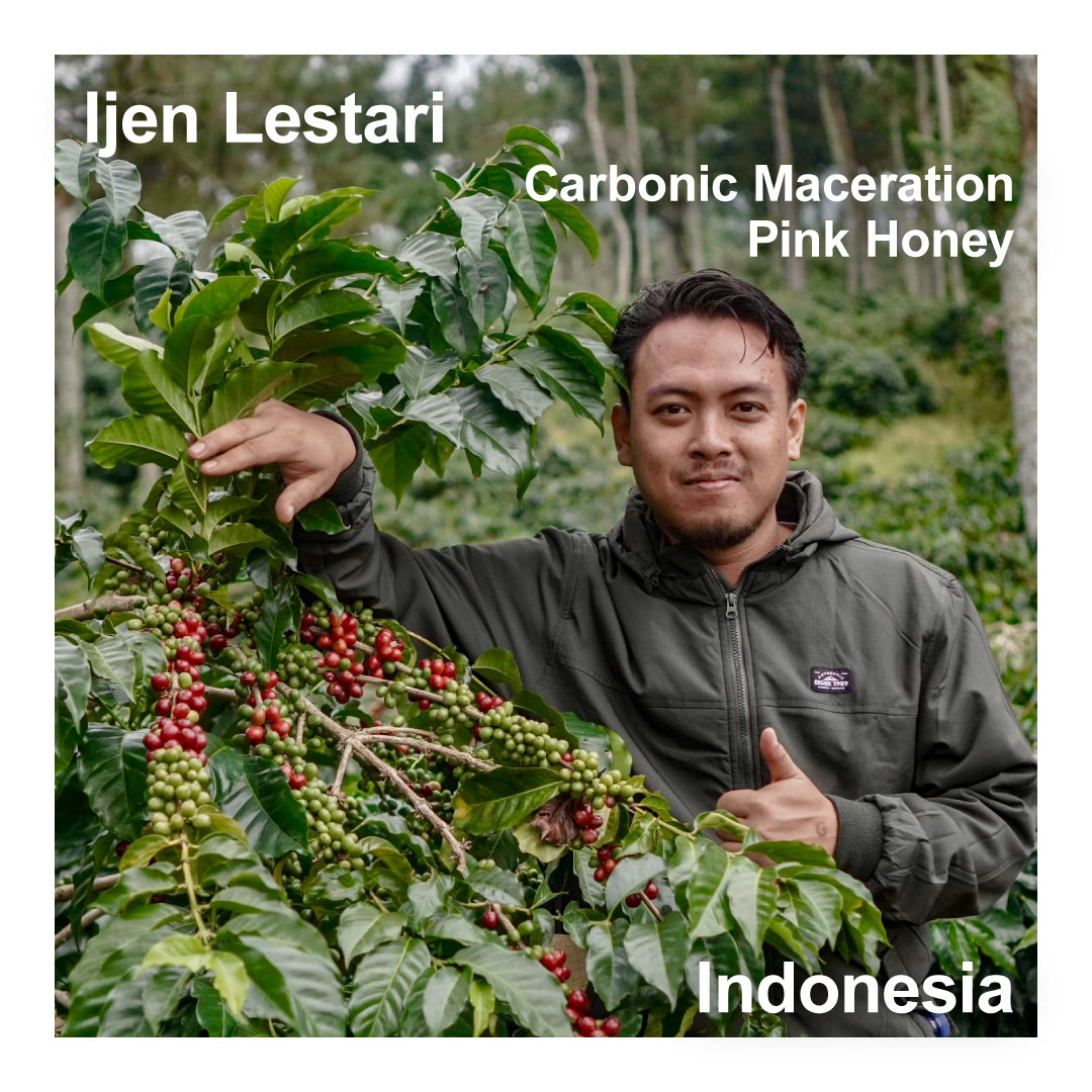 Ijen Lestari イジェン レスタリ / Indonesia インドネシア （Carbonic Maceration Pink Honey）