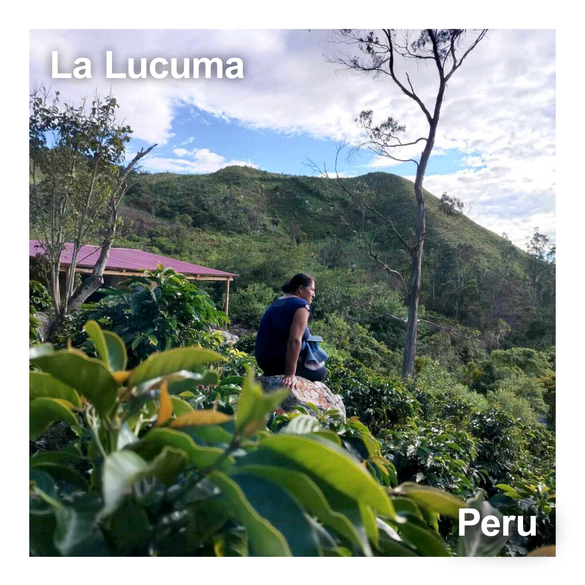 Peru ペルー / La Lucuma ラ ルクマ　　　