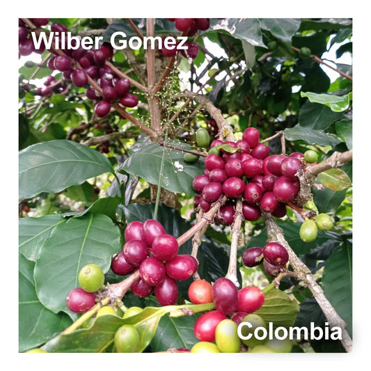 Colombia コロンビア / Wilber Gomez ウィルベル  ゴメス