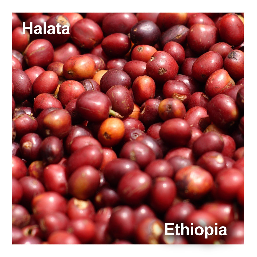 Ethiopia エチオピア / Halata ハラタ　　　
