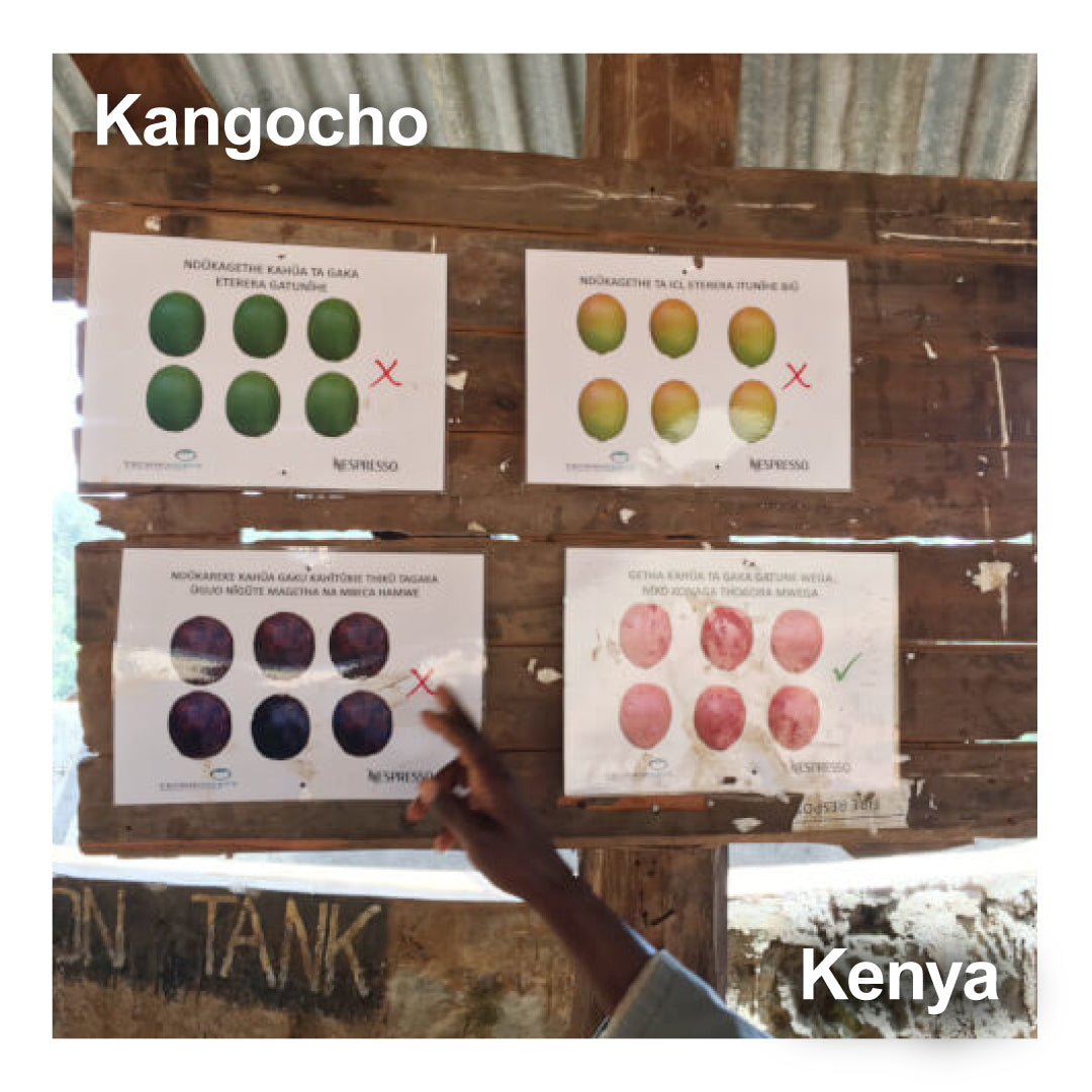 Kenya ケニア / Kangocho カンゴチョ