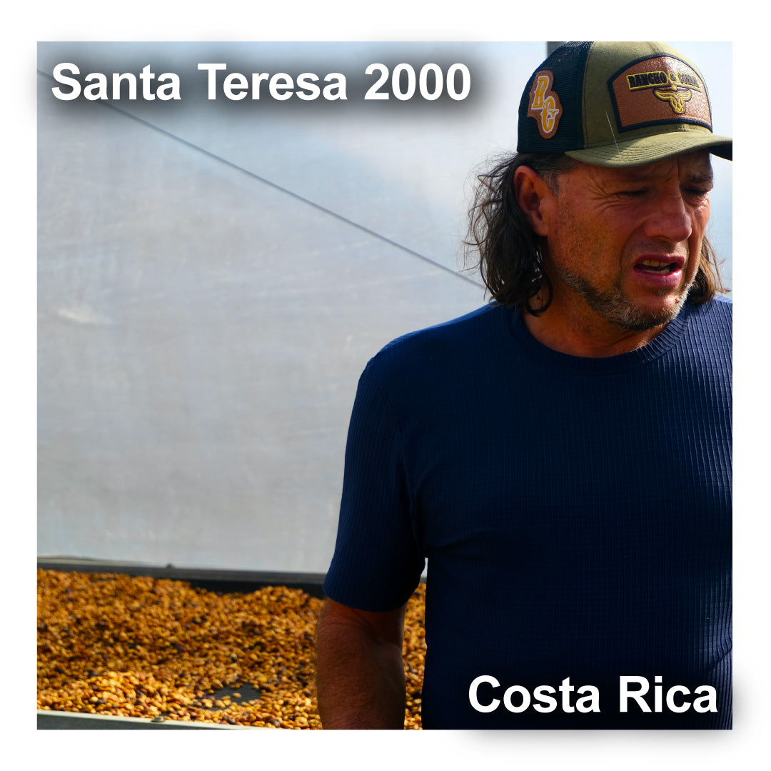 Costa Rica コスタリカ / Santa Teresa 2000 サンタ・テレサ 2000